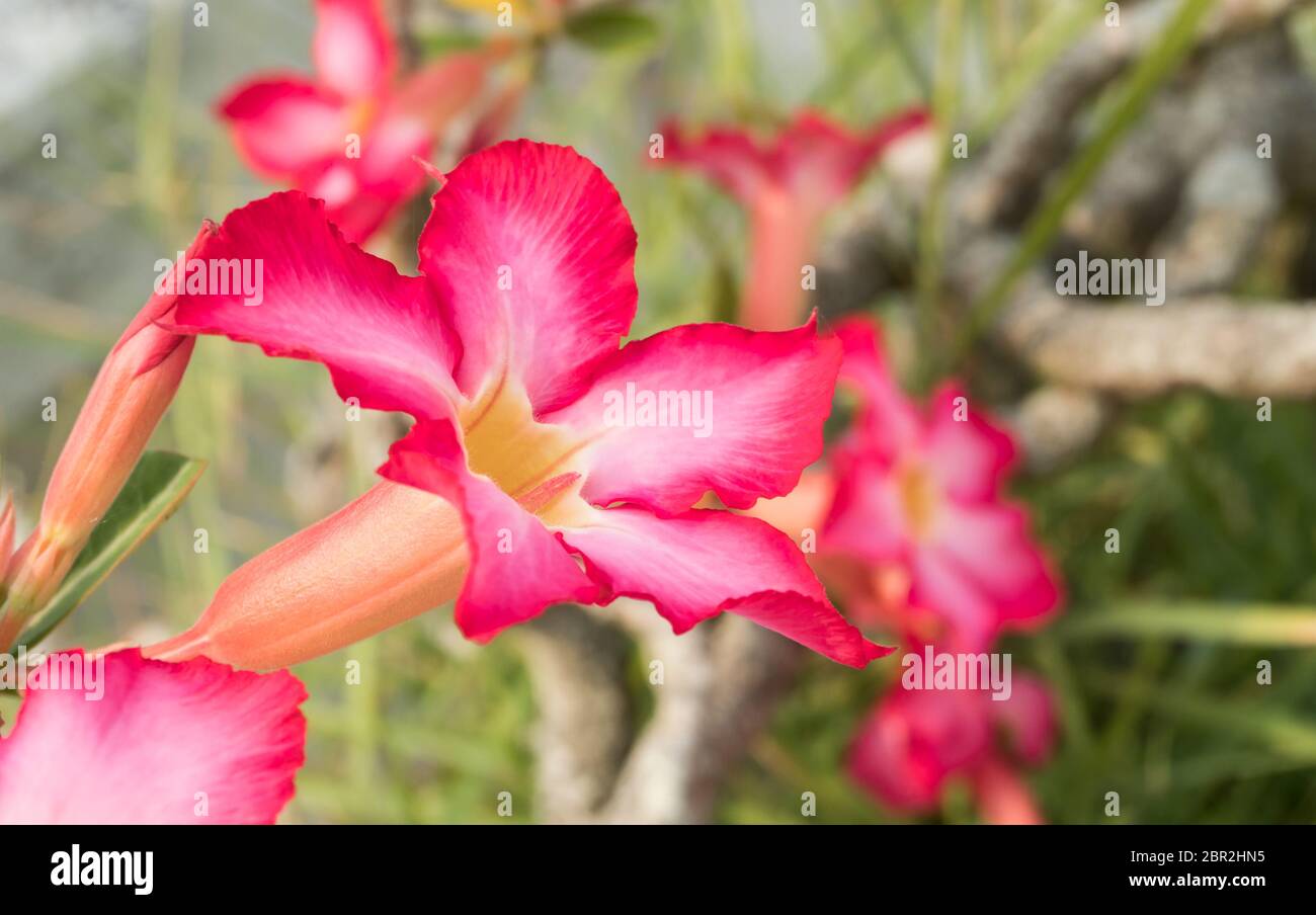Azalea Blume oder rosa Blume Hintergrund linken Frame. Natürliche Azalea Blume Hintergrund für Design Stockfoto