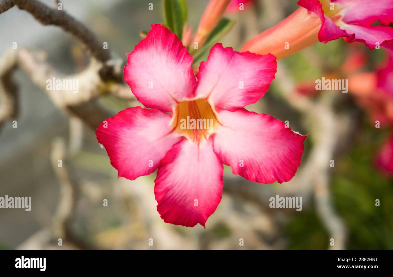 Azalea Blume oder rosa Blume Hintergrund mittleren Rahmen. Natürliche Azalea Blume Hintergrund für Design Stockfoto