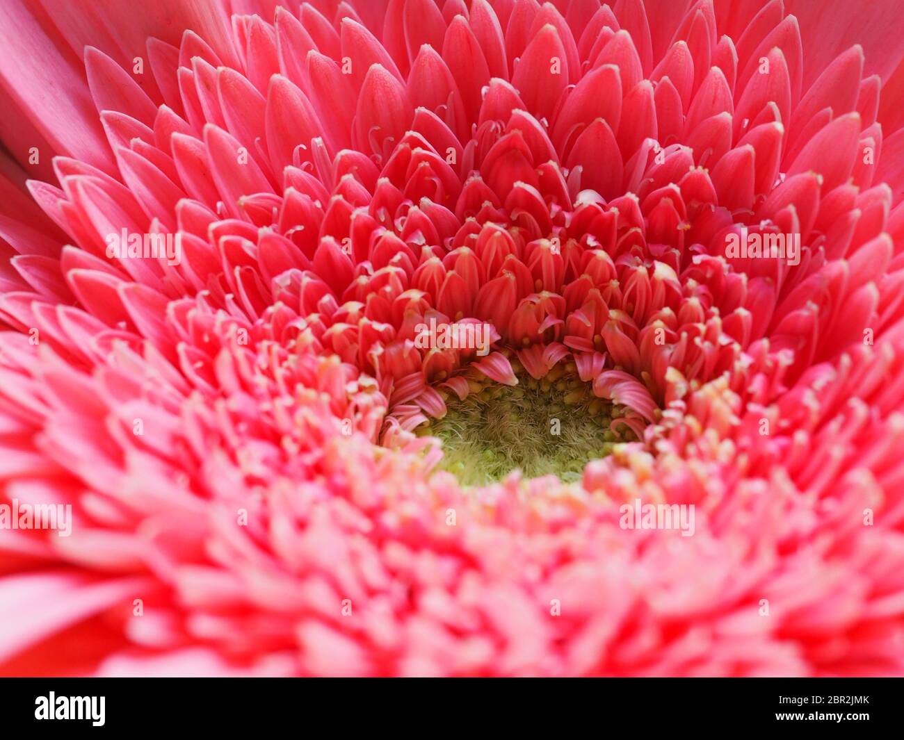 Gerbera Daisy Makro Stockfoto