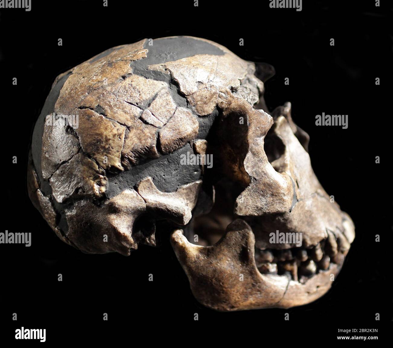 Art;Homo erectus Schädel.Turkana Boy.Skull aus Turkana in Kenia.Eugene Dubois fand asiatische Fossilien des Homo erectus auf Java.Turkana County ist ein County in der ehemaligen Rift Valley Province in Kenia. Stockfoto