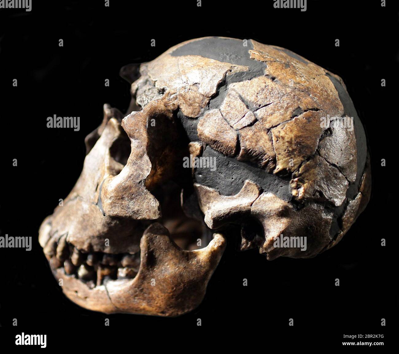 Art;Homo erectus Schädel.Turkana Boy.Skull aus Turkana in Kenia.Eugene Dubois fand asiatische Fossilien des Homo erectus auf Java.Turkana County ist ein County in der ehemaligen Rift Valley Province in Kenia. Stockfoto