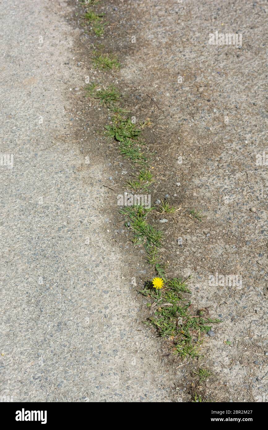 Löwenzahn / Taraxacum officinale in Blüte in der weedy-Landstraße. Blätter essbar als Futter, Kaffee aus Wurzeln, Marmelade & Wein mit Blumen Stockfoto