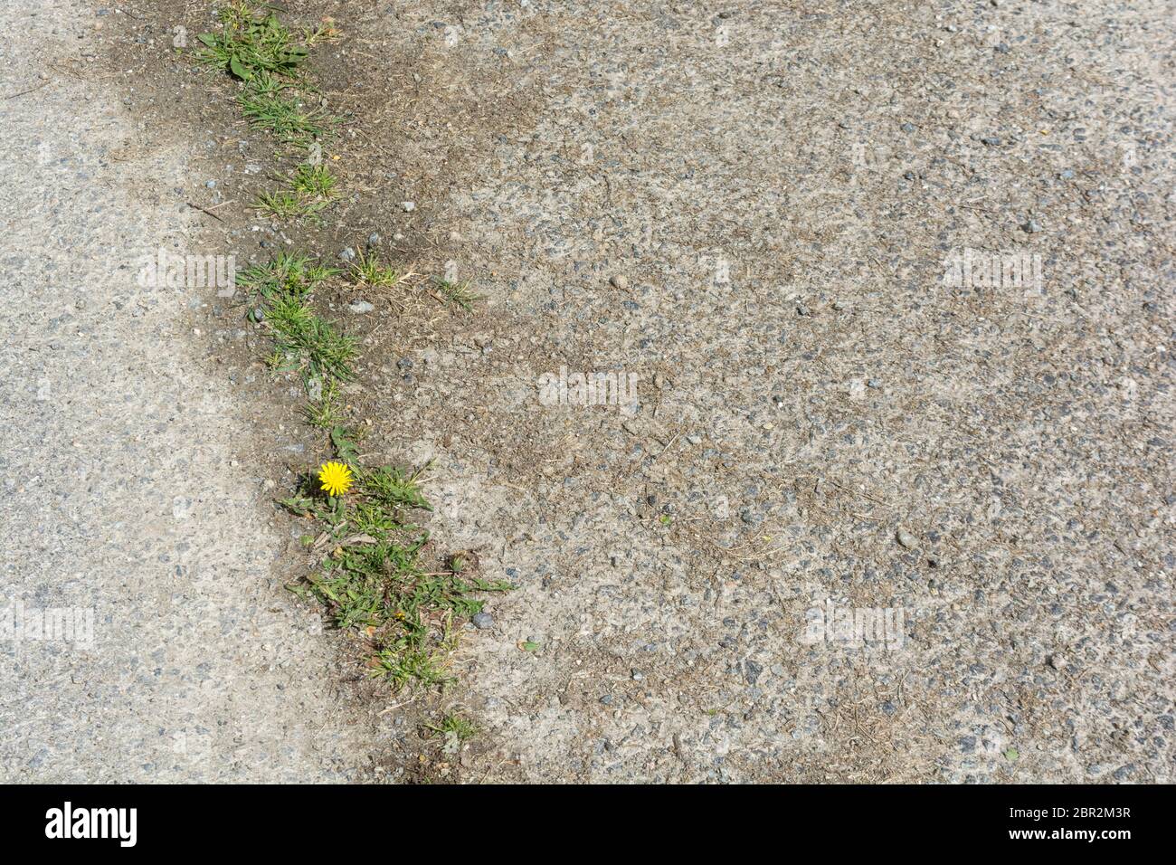 Löwenzahn / Taraxacum officinale in Blüte in der weedy-Landstraße. Blätter essbar als Futter, Kaffee aus Wurzeln, Marmelade & Wein mit Blumen Stockfoto