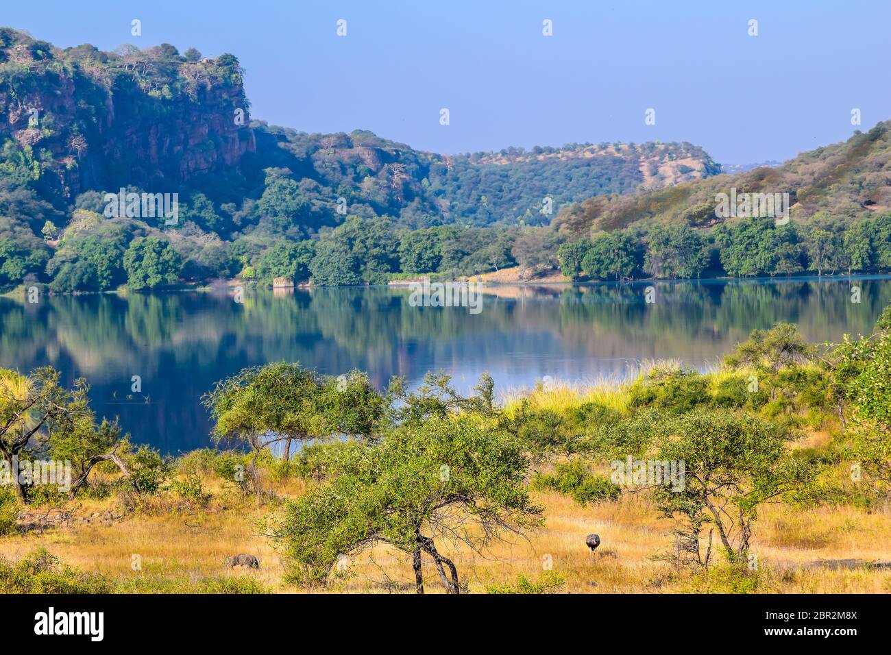 Innenansicht des Ranthambore Nationalpark, Indien Asien. Wie pro Touristische Gruppe auf Dschungel Safari, extreme Gefahr Lage von Wald für Adventure Tour. Es Stockfoto