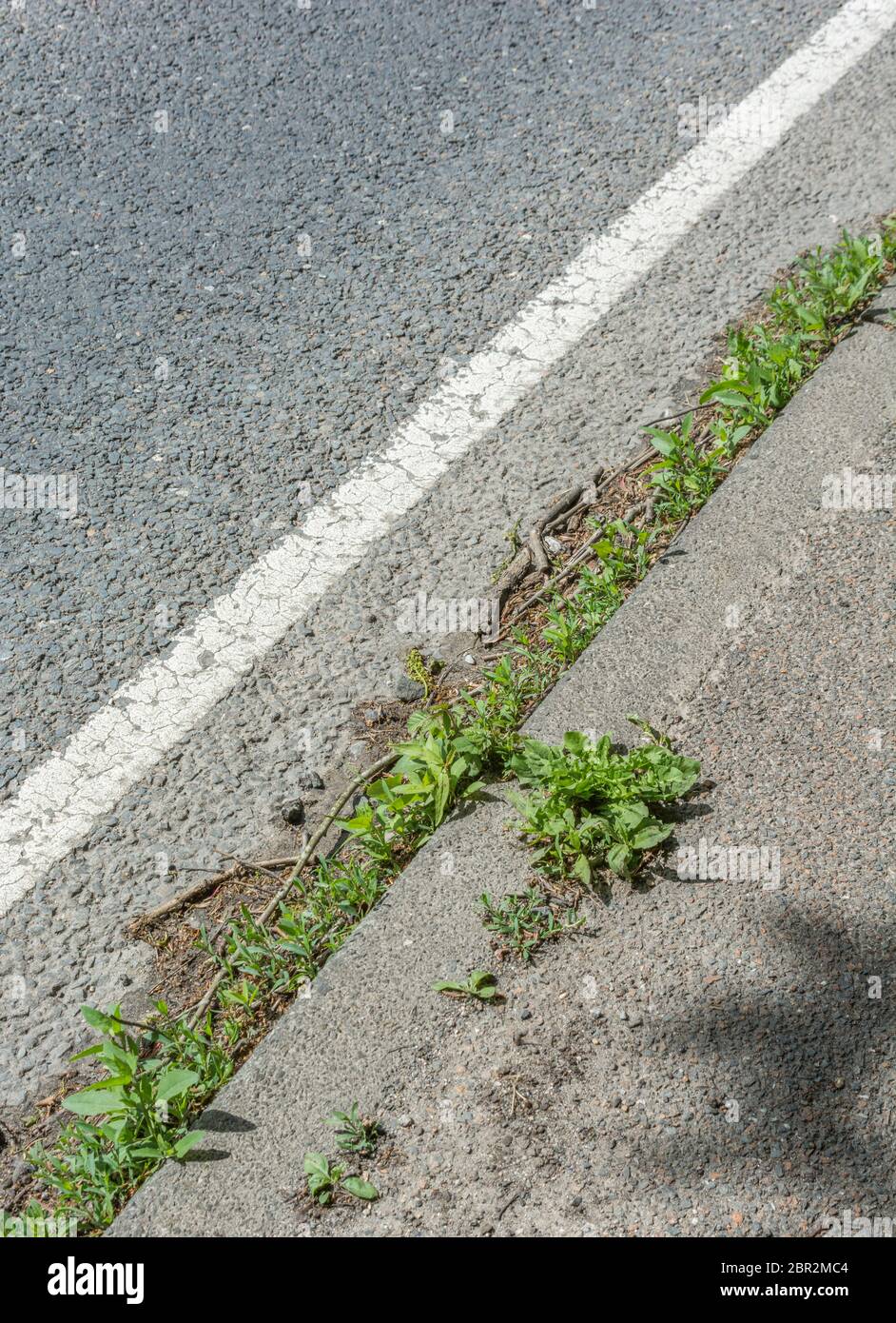 Unkraut am Straßenrand bei Sonnenschein. Hauptpflanze unten rechts ist Löwenzahn / Taraxacum officinale, rechts neben ein wenig Knotergras & was scheint, Rotschenkel zu sein. Stockfoto