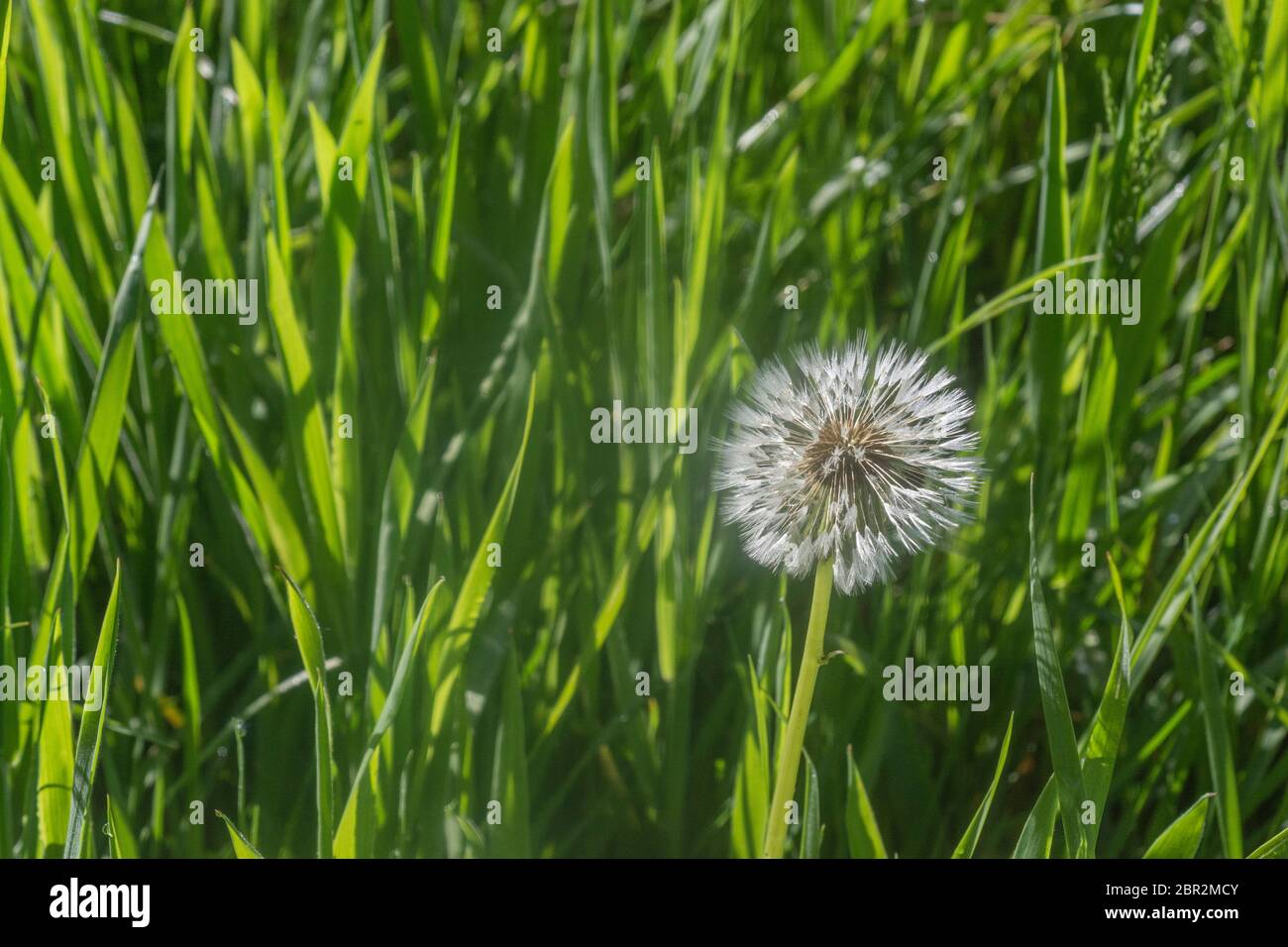 Einsame Löwenzahn/Taraxacum officinale Puff-ball Samen Kopf. Teile der Löwenzahn als hat Lebensmittel verwendet, und auch in der Kräutermedizin. Stockfoto