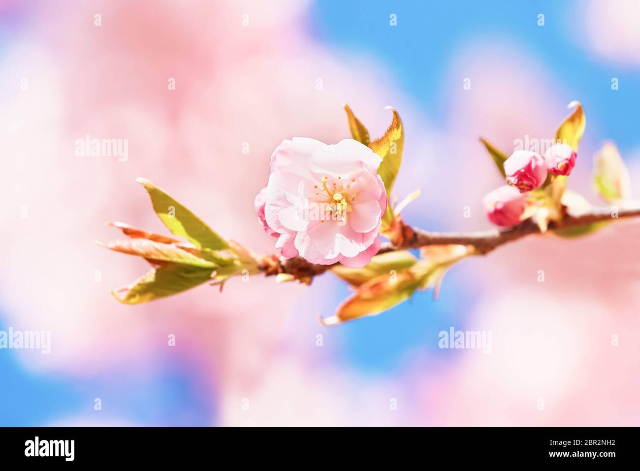 Rosa Kirschblütenzweig in Blüte gegen blauen Himmel. Federkonzept, Kopierraum Stockfoto
