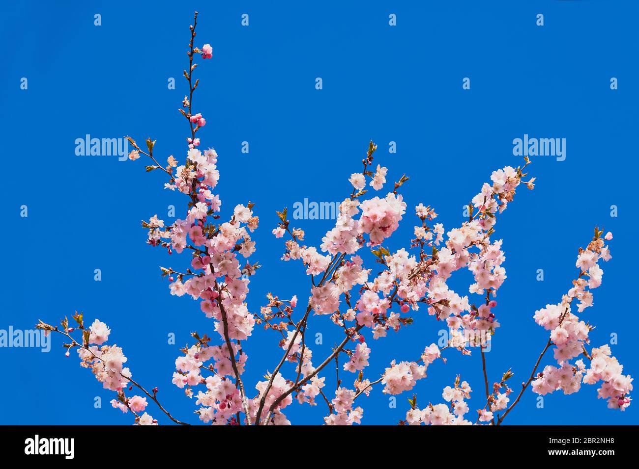 Blühende Sakura Blüten. Zweige der blühenden Kirsche gegen hellblauen Himmel. Feder Hintergrund, kopieren Raum. Stockfoto