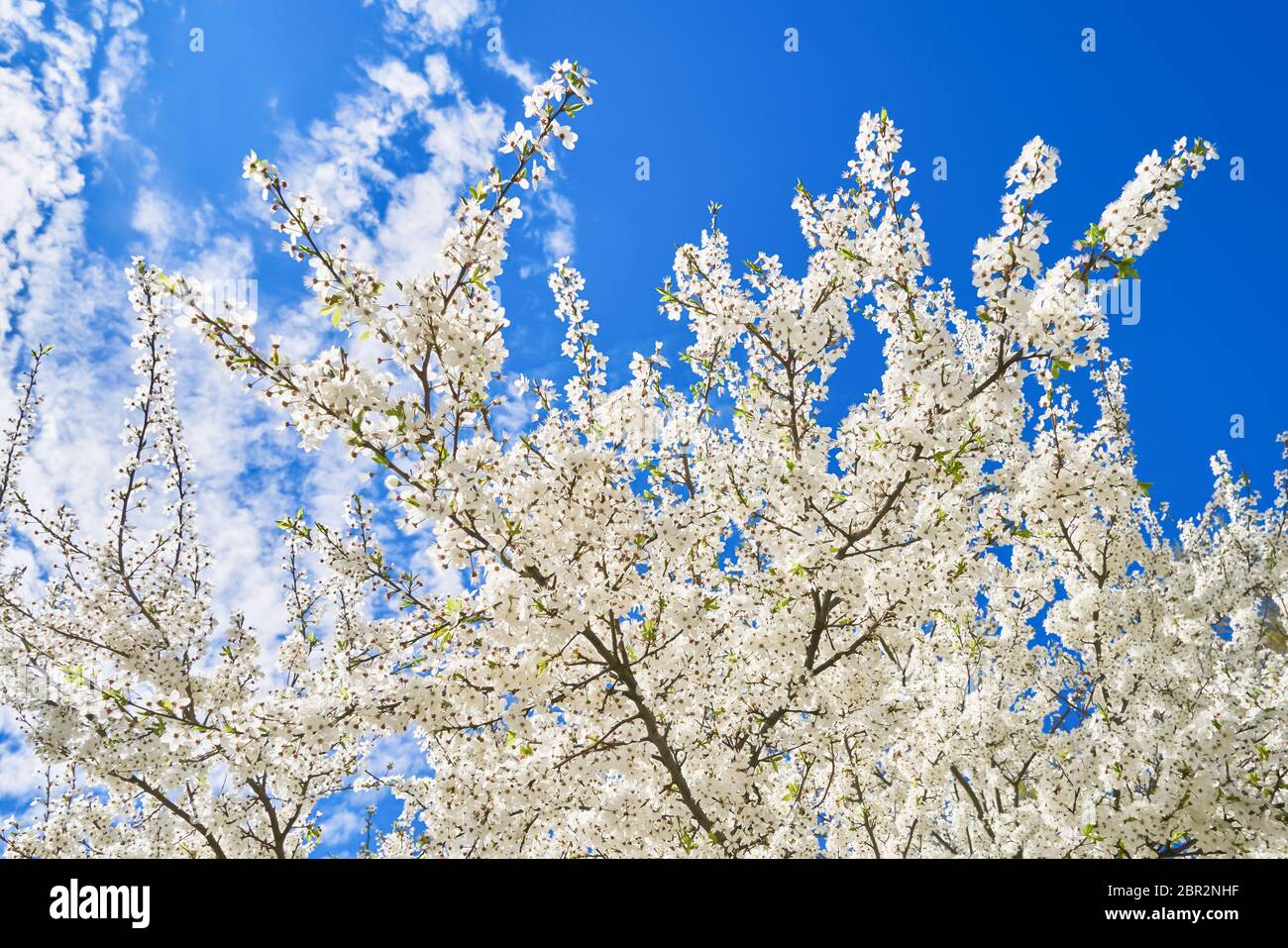Zweige der blühenden Kirsche vor dem Hintergrund des blauen Himmels. Federhintergrund. Stockfoto