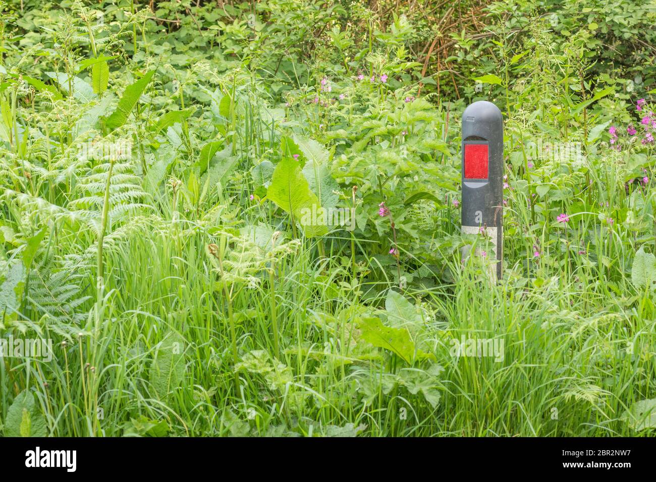 Masse von Straßenrand Unkraut verschlingen reflektierende Marker in Gras Rand der Landstraße Metapher überwuchert, überschwemmt, Unkraut, auf allen Seiten umgeben Stockfoto