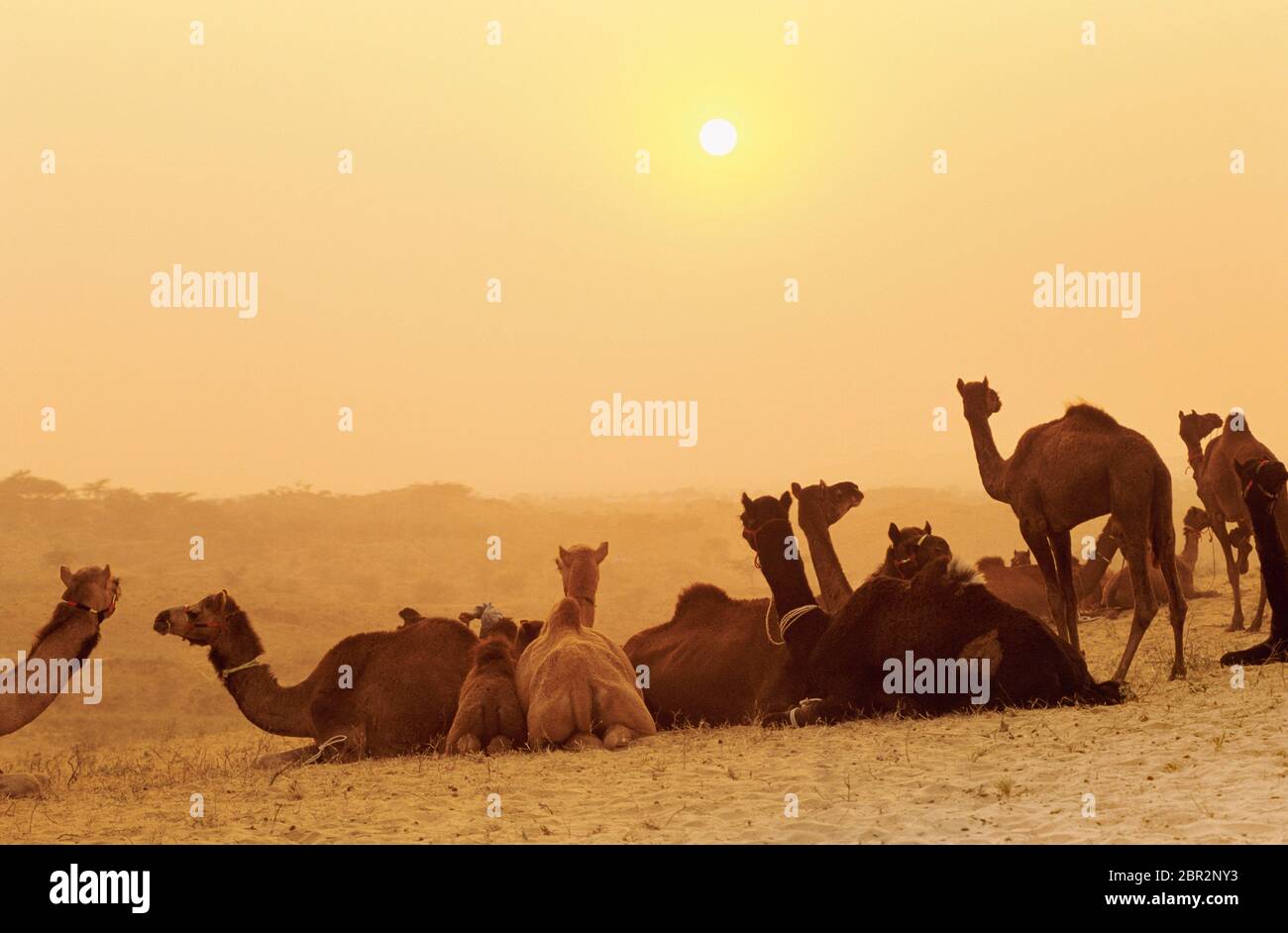 Kamele auf der Pushkar Kamel Fair, Pushkar, Rajasthan, Indien Stockfoto
