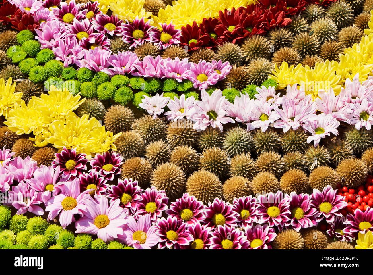 Herbstlich bunte Blume Hintergrund. Ein Teppich aus bunten Blumen. Draufsicht. Hintergrund des Urlaubs. Stockfoto