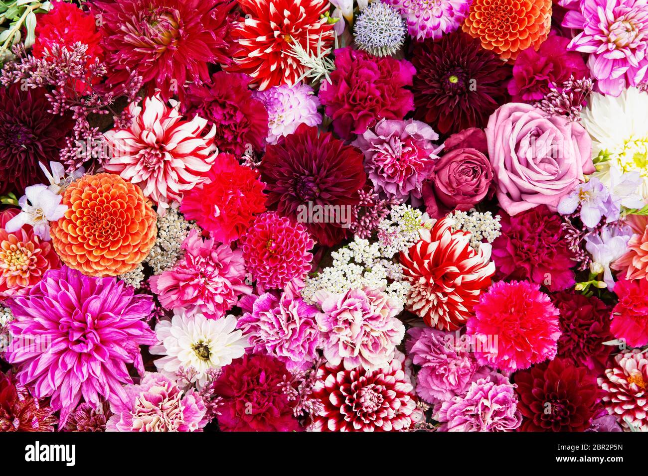 Herbstlich bunte Blume Hintergrund. Blumenbeet, Teppich aus bunten Blumen. Draufsicht. Stockfoto