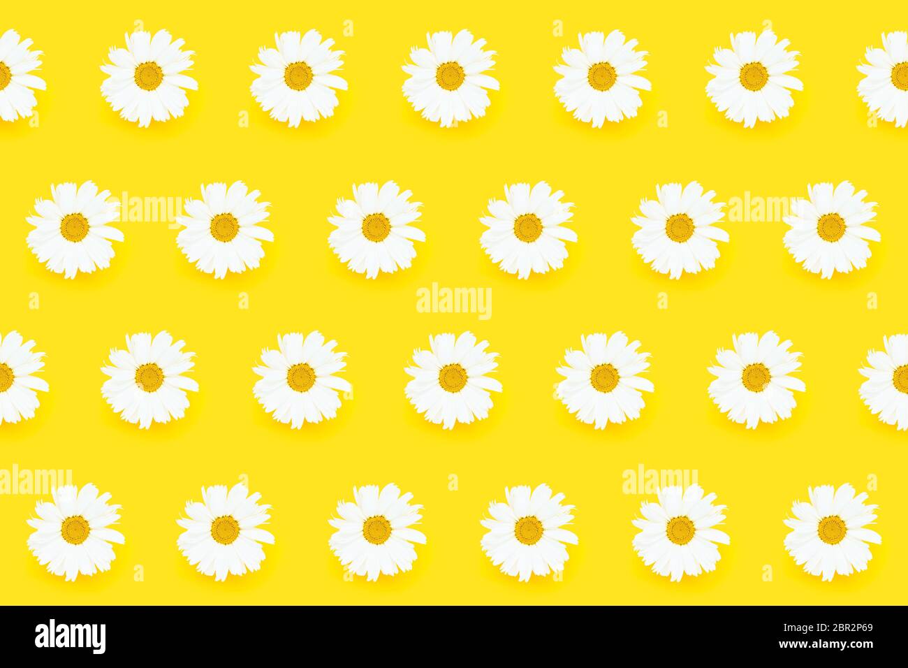 Sommerliches nahtloses Muster. Weiße Gänseblümchen auf gelbem Hintergrund. Draufsicht, Sommerwohnung lag. Stockfoto