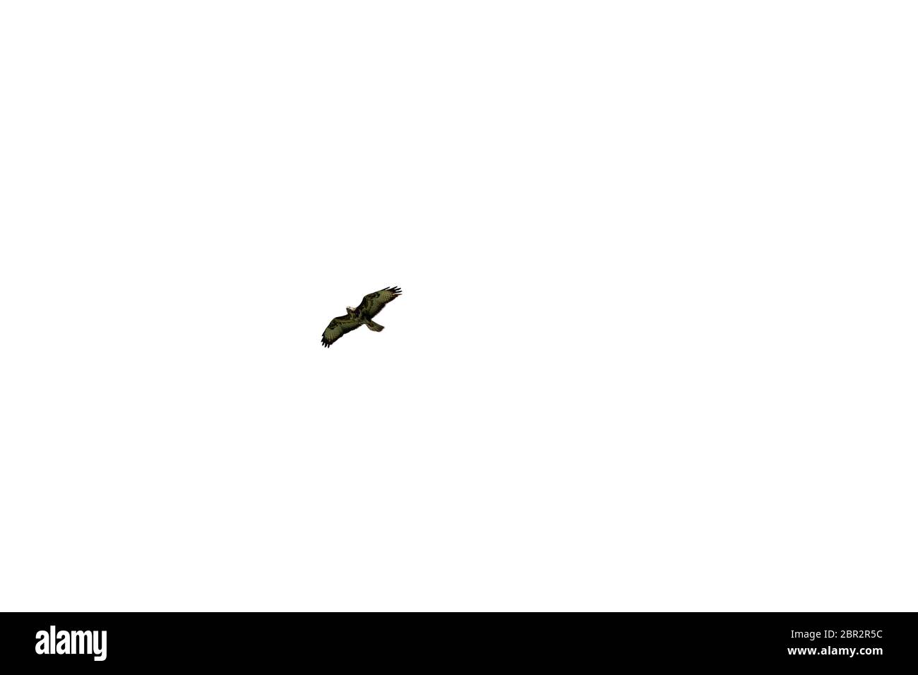 Buzzard (Buteo buteo) im Flug isoliert auf weißem Grund, Rückansicht Stockfoto