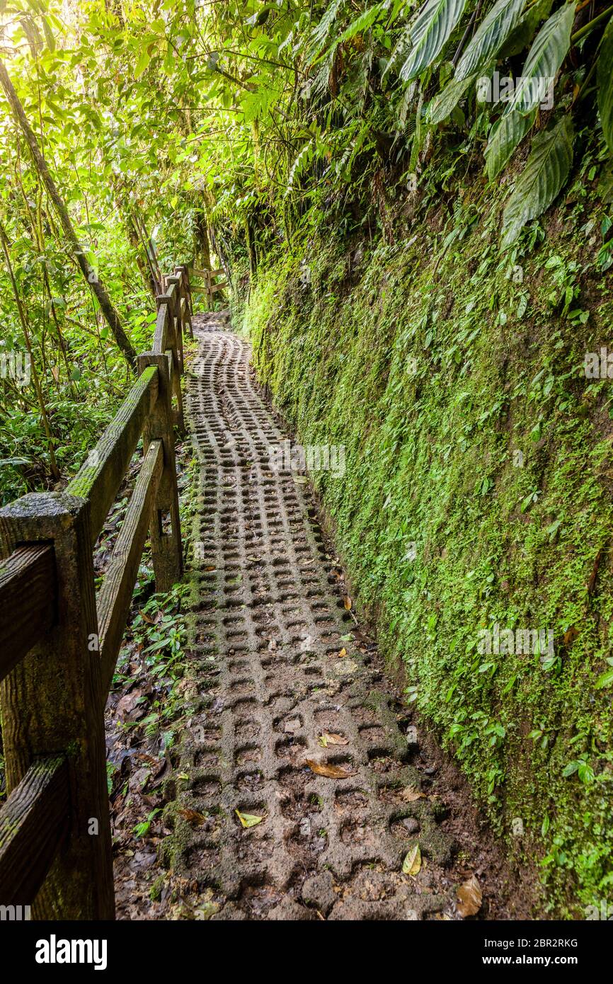Walkpath in Arenal Hängebrücken Park in Costa Rica Stockfoto