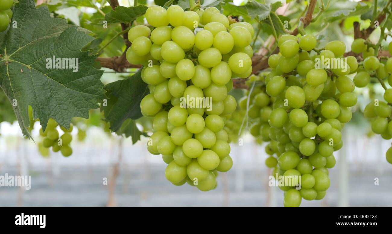 Grüner Weinbauerngarten Stockfoto