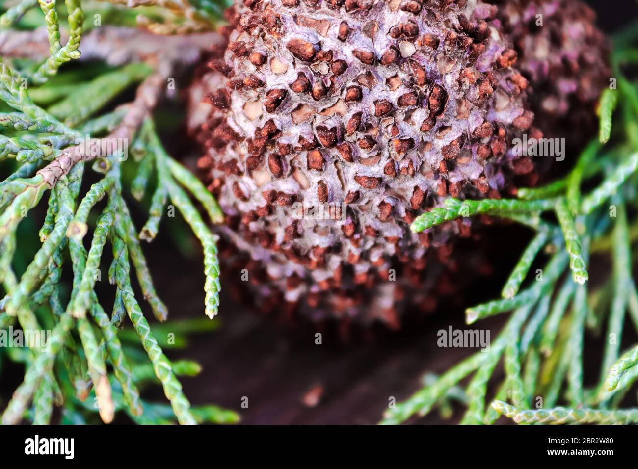 Nahaufnahme von Juniper Hawthorn Rost auf Zeder. Stockfoto