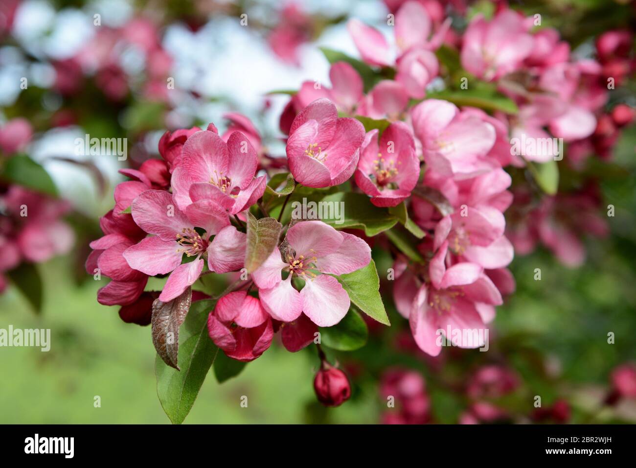 Zweig voller Blüte mit rosa Blütenblätter in selektiven Fokus auf einem Malus indische Magie crab apple tree Stockfoto