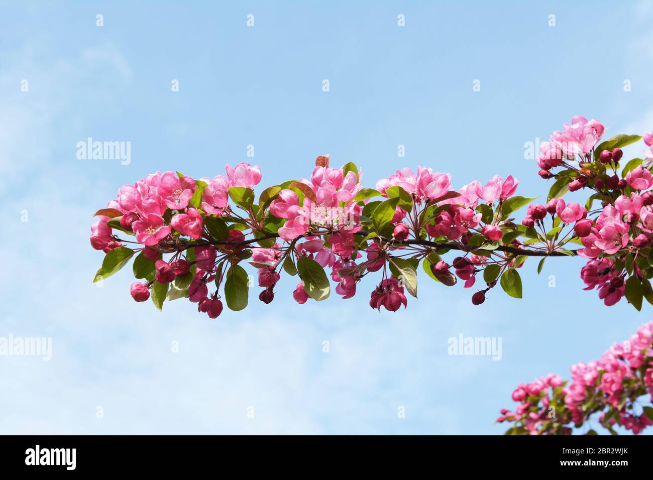 Zweig der rosa Blüte Blumen reicht gegen ein Frühling blauer Himmel; Malus indische Magie Stockfoto