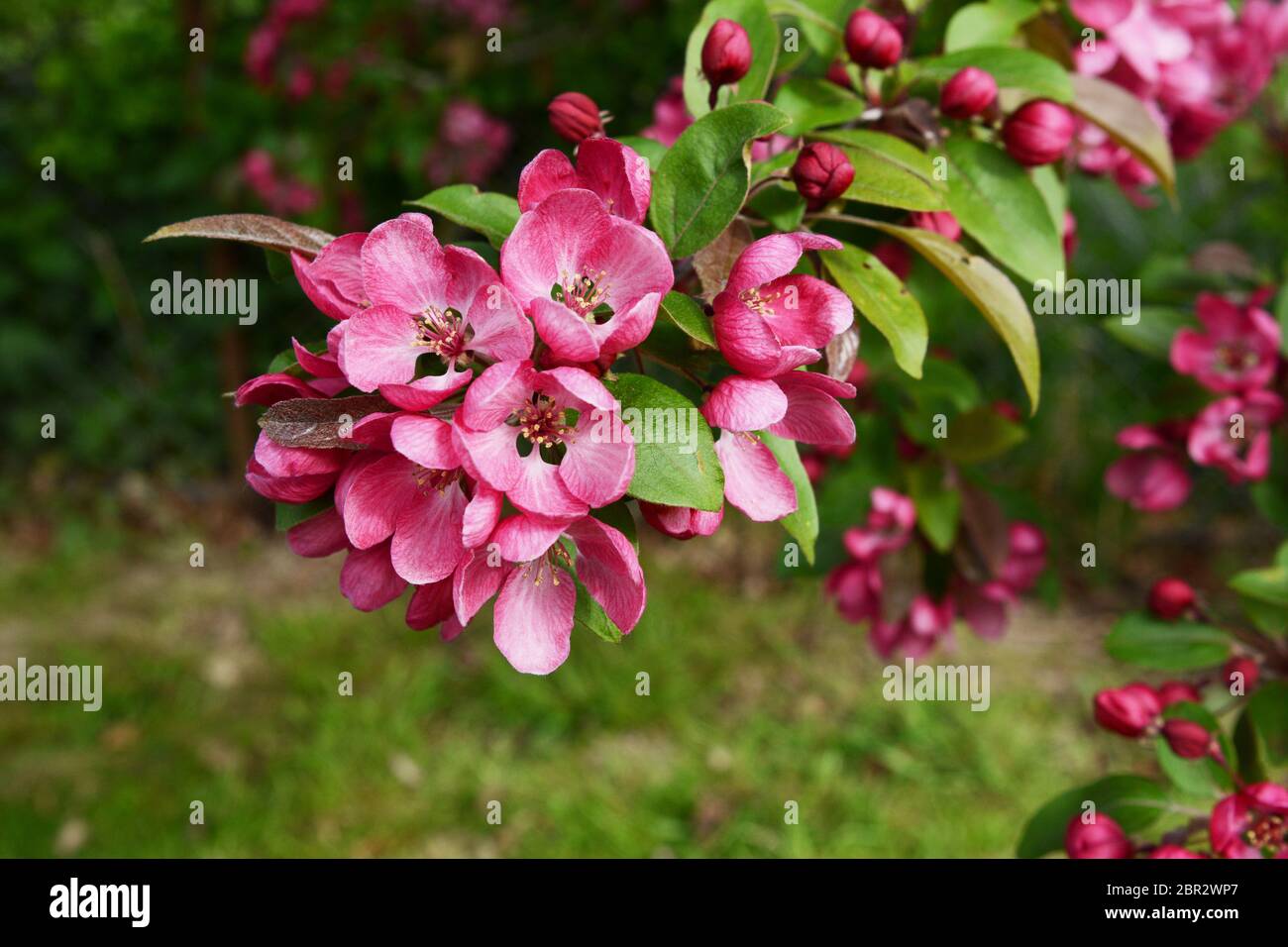Schön tief rosa Blüte und frische grüne Blätter auf einem Malus indische Magie crab apple tree branch Stockfoto