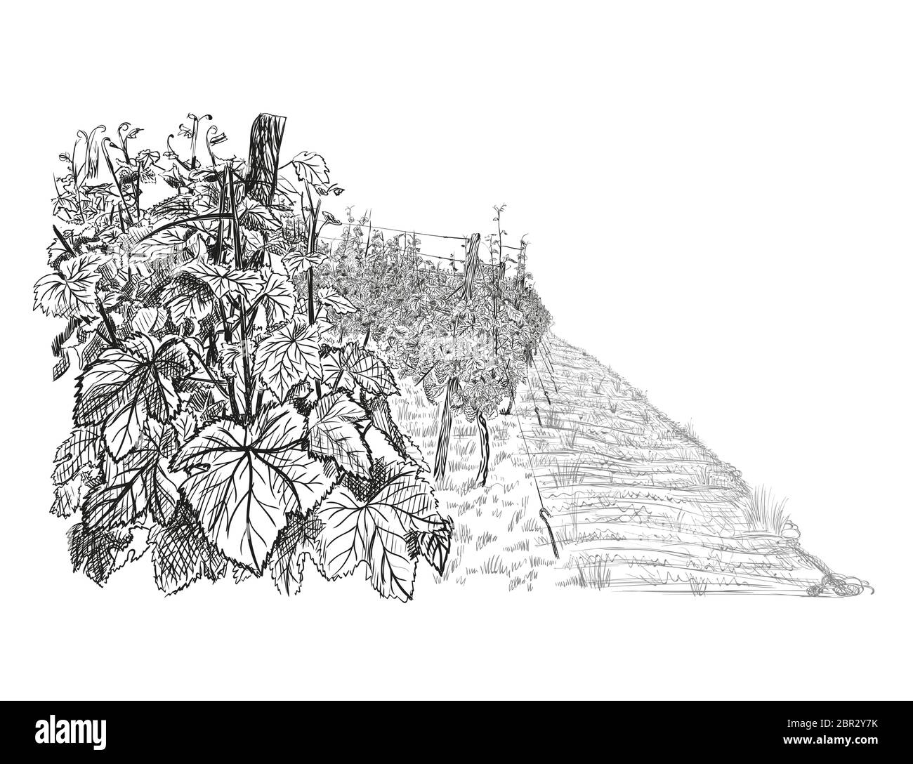 Landschaft des Weinbergs, Nahaufenbusch der Traube auf dem ersten Plan. Vektorgrafik im Skizzenstil auf weißem Hintergrund. Stock Vektor