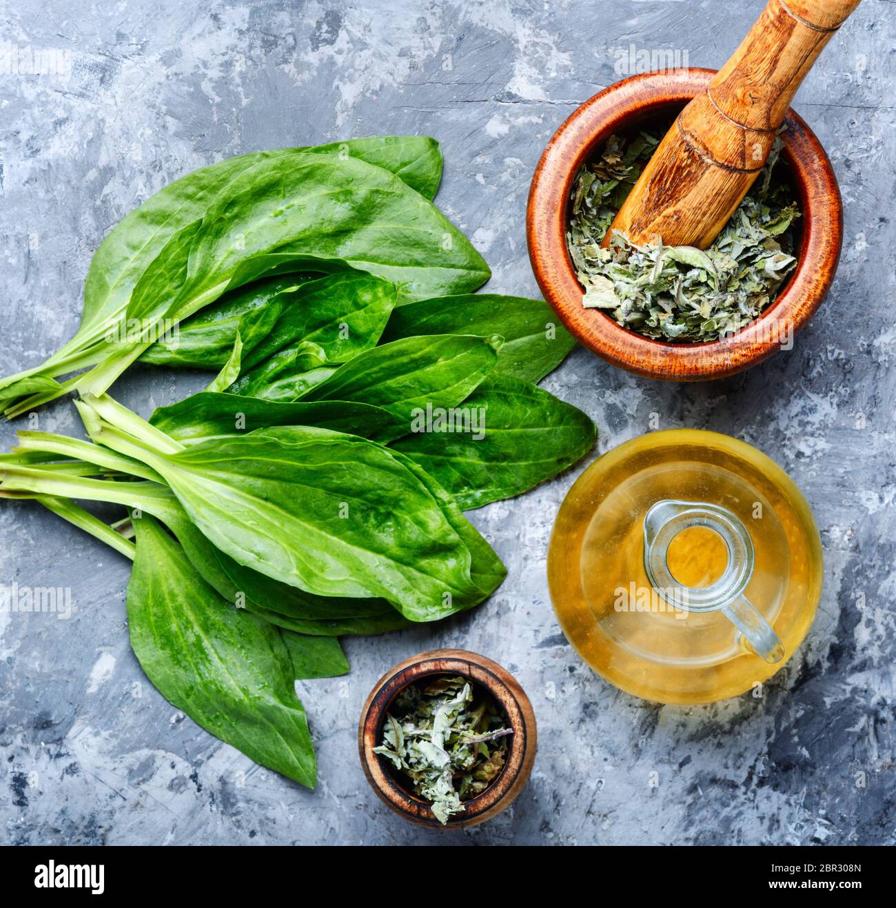 Blatt von größeren Wegerich. Heilkräuter. Heilpflanzen auf Tisch Stockfoto