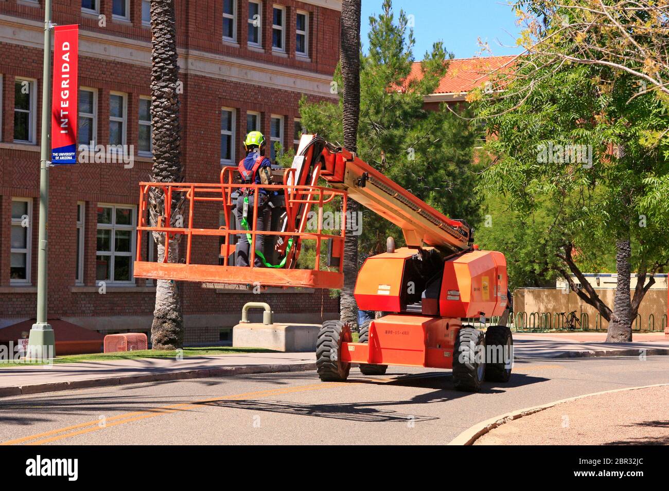 Frau, die einen Kirschsammler um den Campus der Universität von Arizona in Tucson fährt, um die Palmen zu beschneiden Stockfoto