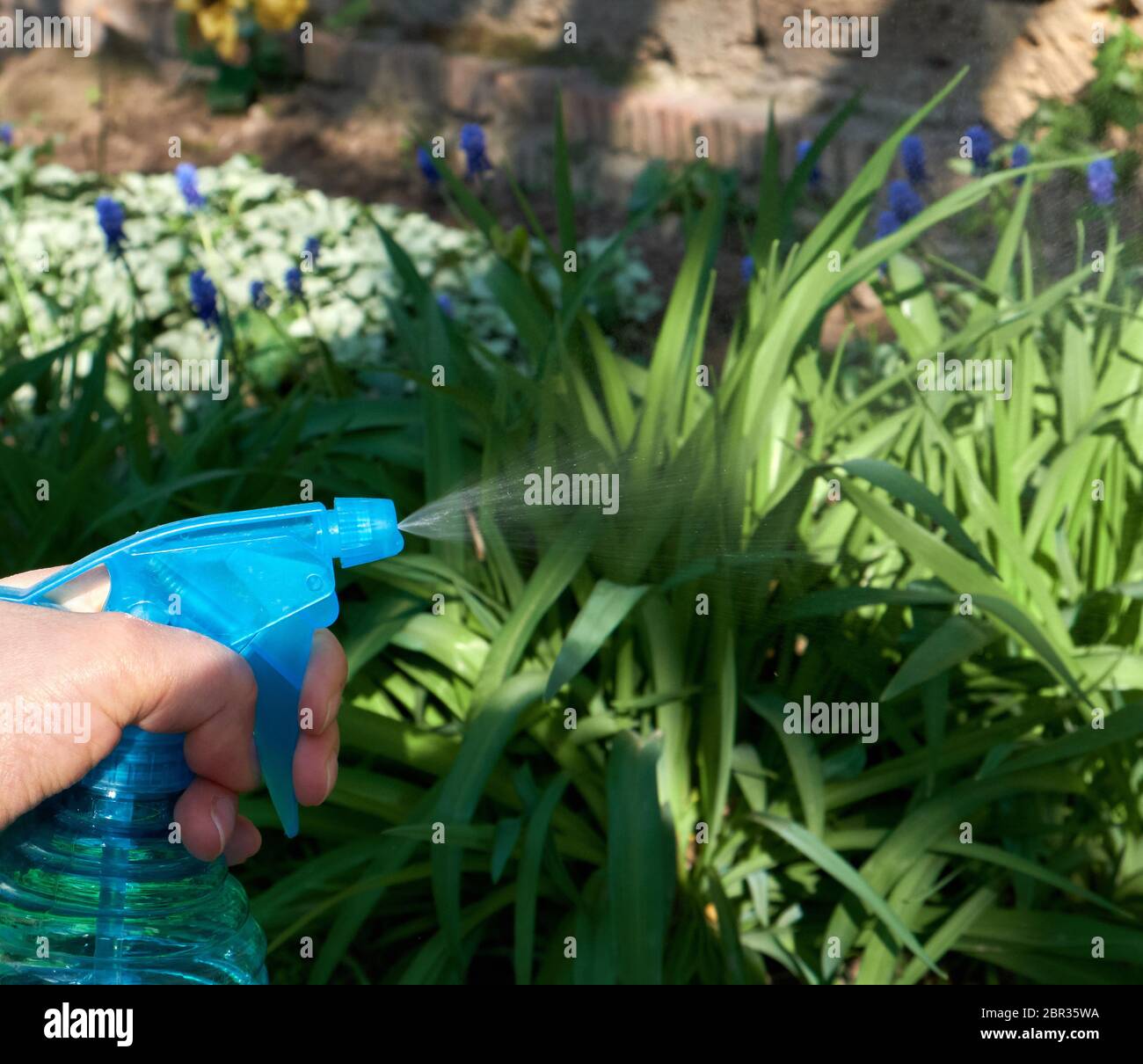 Weibliche hand mit einem blauen Kunststoff Flasche mit flüssigem und Spritzen von Pflanzen mit Chemikalien Insekten und Schädlinge zu töten, Frühling Stockfoto