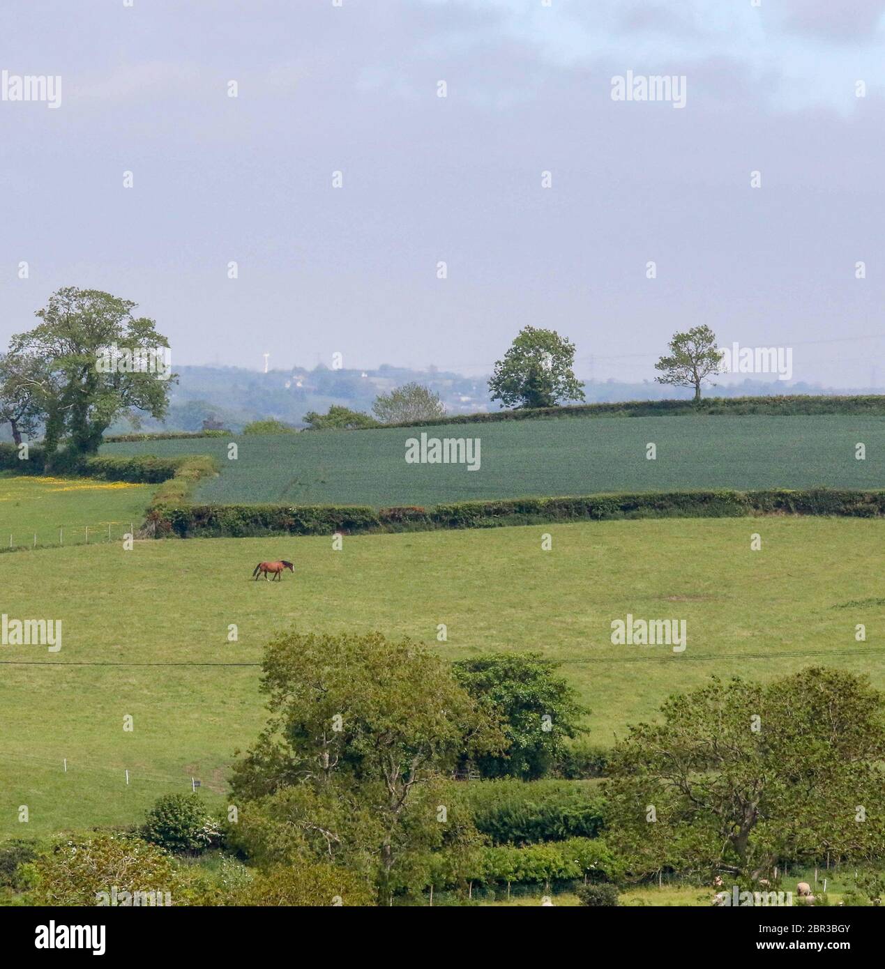 Dromore, County Down, Nordirland. 20 Mai 2020. UK Wetter - ein warmer Tag mit Sonnennyperioden und einer leichten Brise, bevor starker Wind und etwas Regen am Wochenende eintreffen. Ein braunes, kieselgetrübtes Pferd in einem Feld in der hügeligen Landschaft der Grafschaft Down. Kredit: CAZIMB/Alamy Live News. Stockfoto