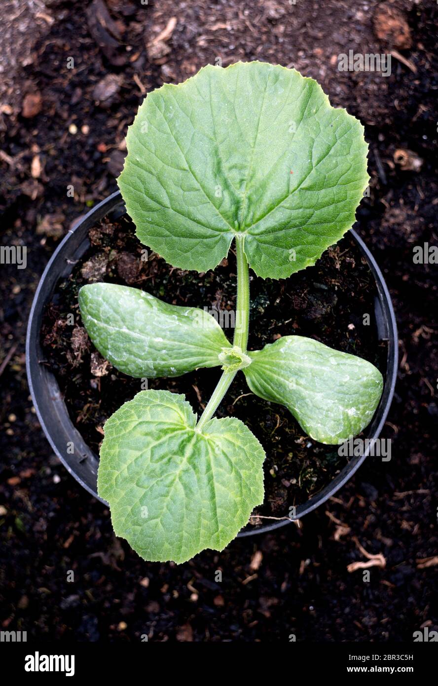 Eine junge Zucchini Pflanze in einem Topf, Draufsicht Stockfotografie -  Alamy