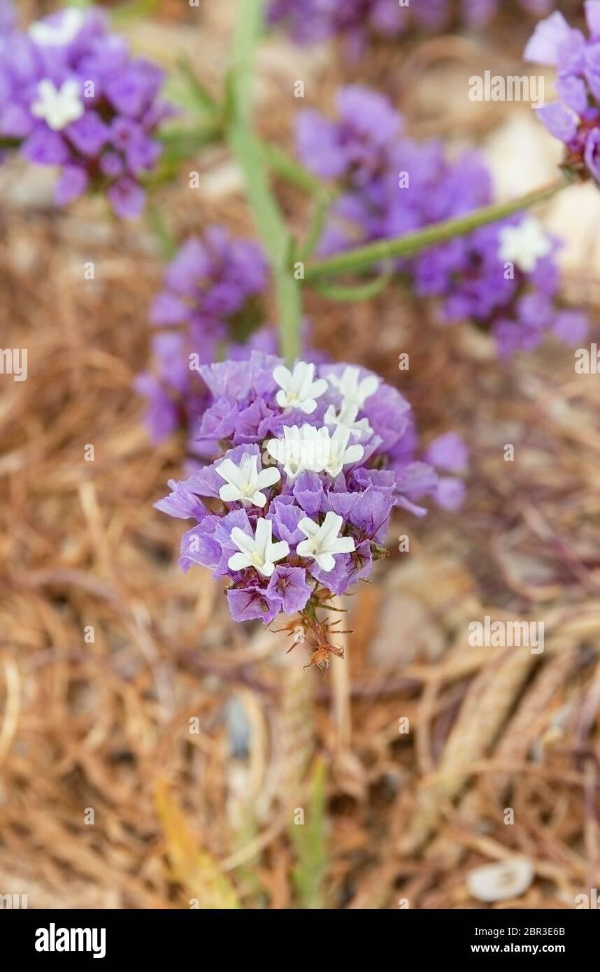 Schöne, kleine, lila Blüten in der Nähe Stockfoto