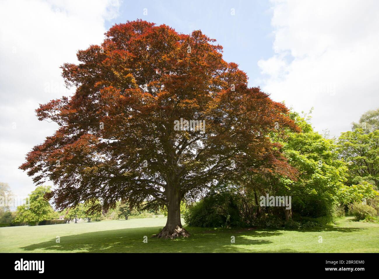 Ein europäischer Buchenbaum, botanischer Name Fagus sylvatica Stockfoto