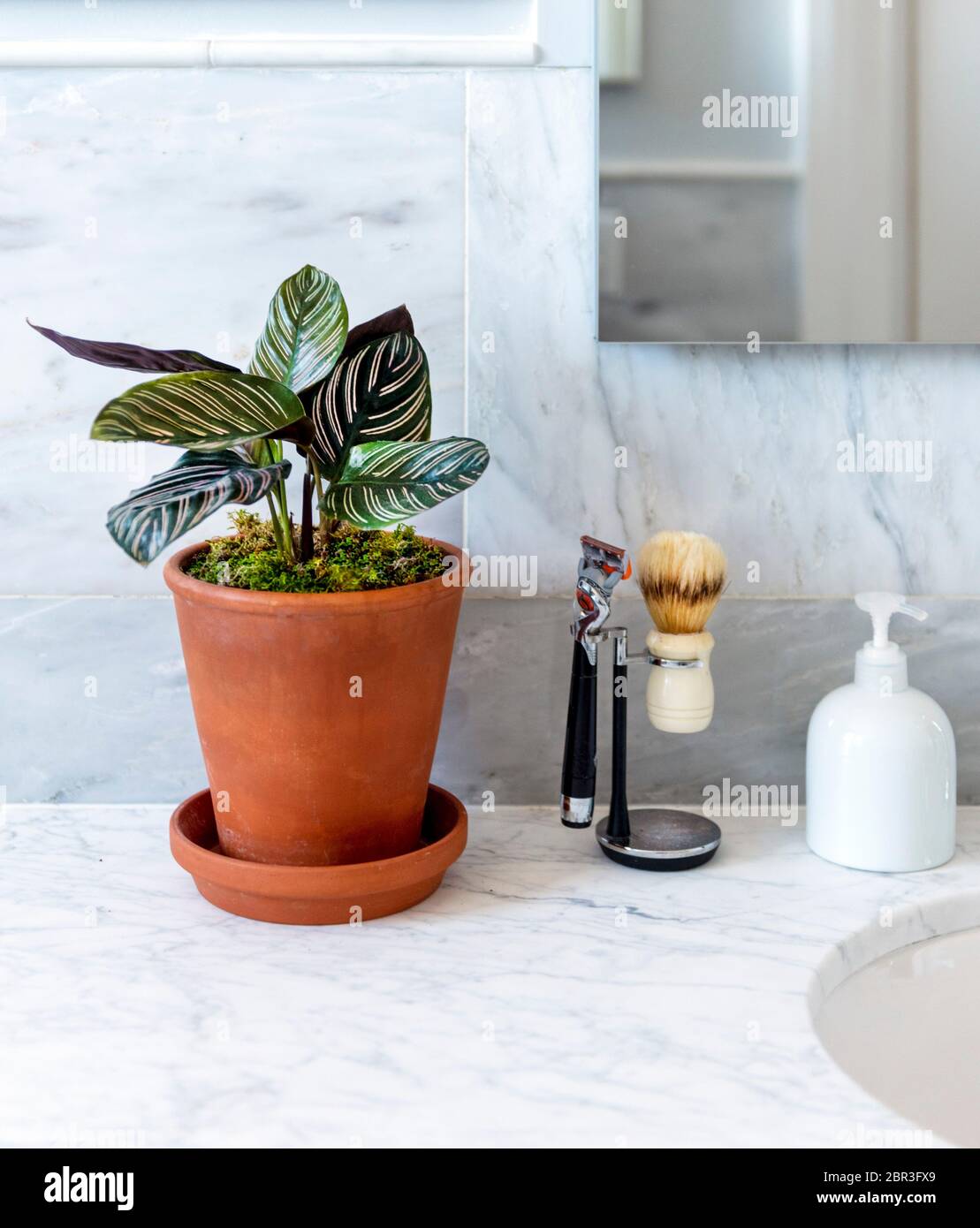 Calathea ornata Pflanze im Badezimmer Stockfotografie - Alamy