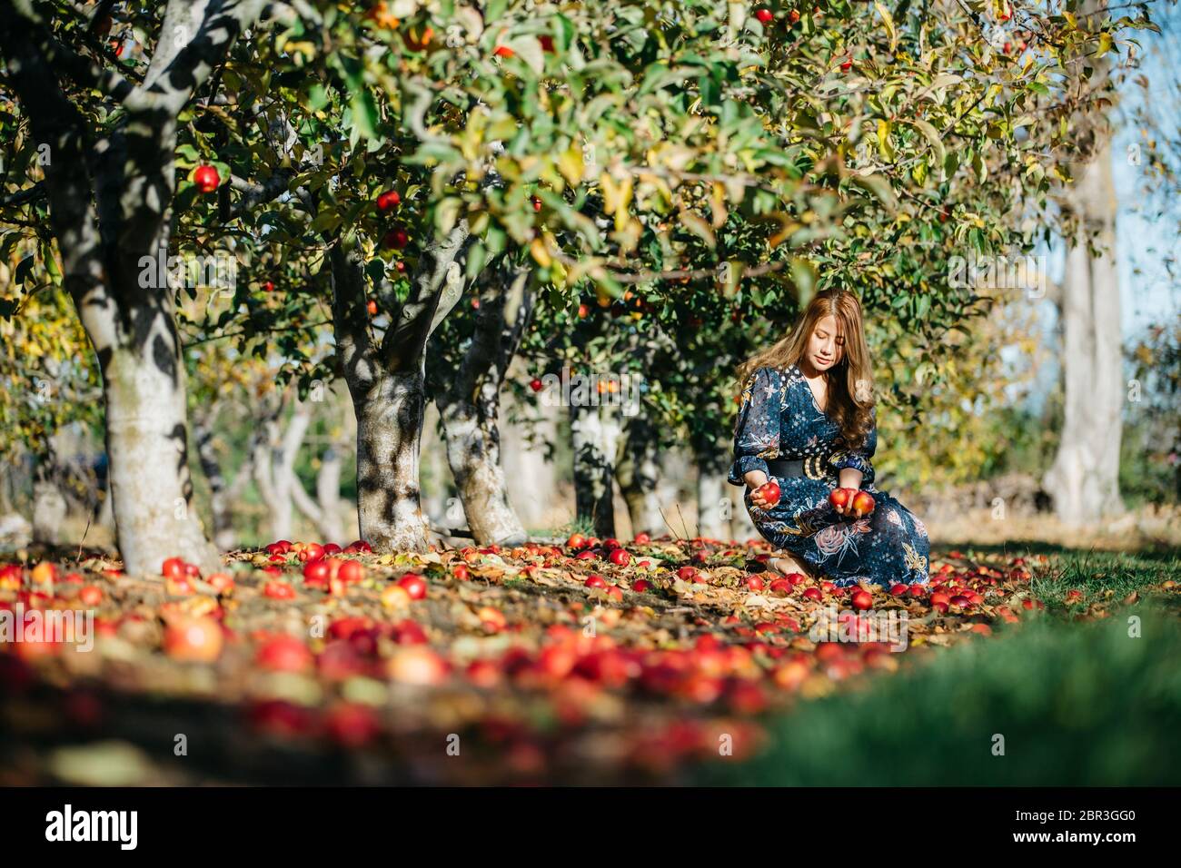 Schöne asiatische Frau in blauem Kleid pflücken und riechen roten Äpfeln in einem Obstgarten bei Christchroch, Neuseeland. Stockfoto