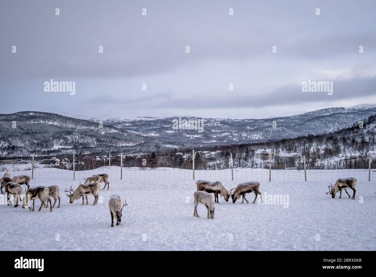 Herde Rentiere auf der Suche nach Essen im Schnee, Tromso region, Nördliches Norwegen Stockfoto