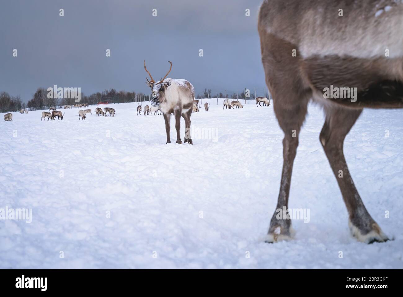 Herde Rentiere auf der Suche nach Essen im Schnee, Tromso region, Nördliches Norwegen Stockfoto
