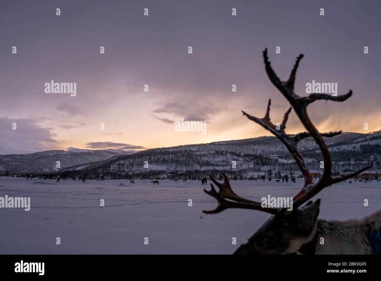 Wandering rentier Geweih mit Winter verschneite Landschaft bei Sonnenuntergang im Hintergrund, Tromso region, Nördliches Norwegen Stockfoto