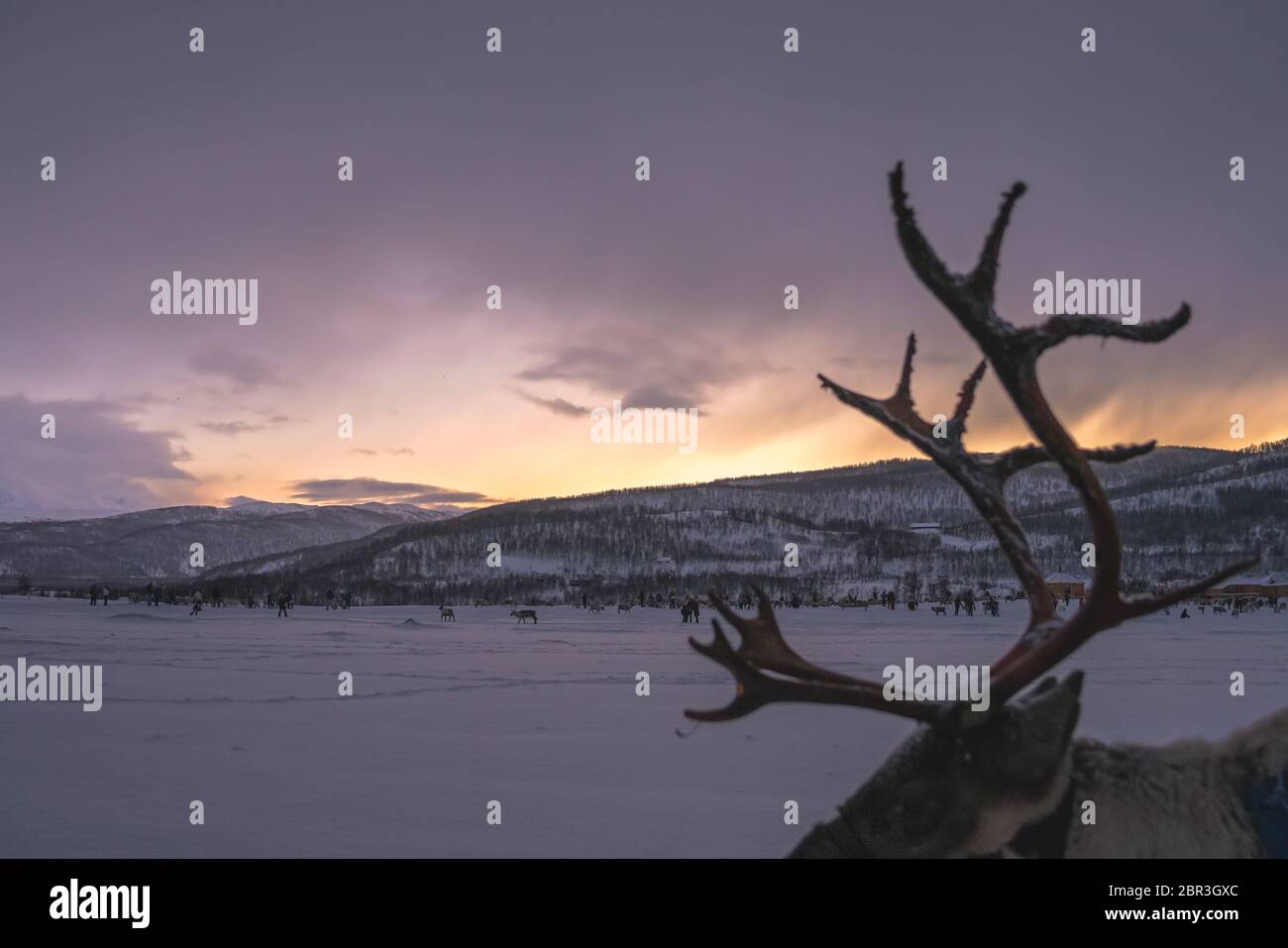 Wandering rentier Geweih mit Winter verschneite Landschaft bei Sonnenuntergang im Hintergrund, Tromso region, Nördliches Norwegen Stockfoto
