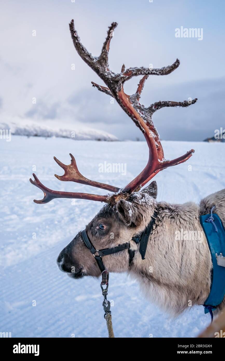 Porträt einer Rentier mit massiven Geweih ziehen Schlitten im Schnee, Tromso region, Nördliches Norwegen Stockfoto