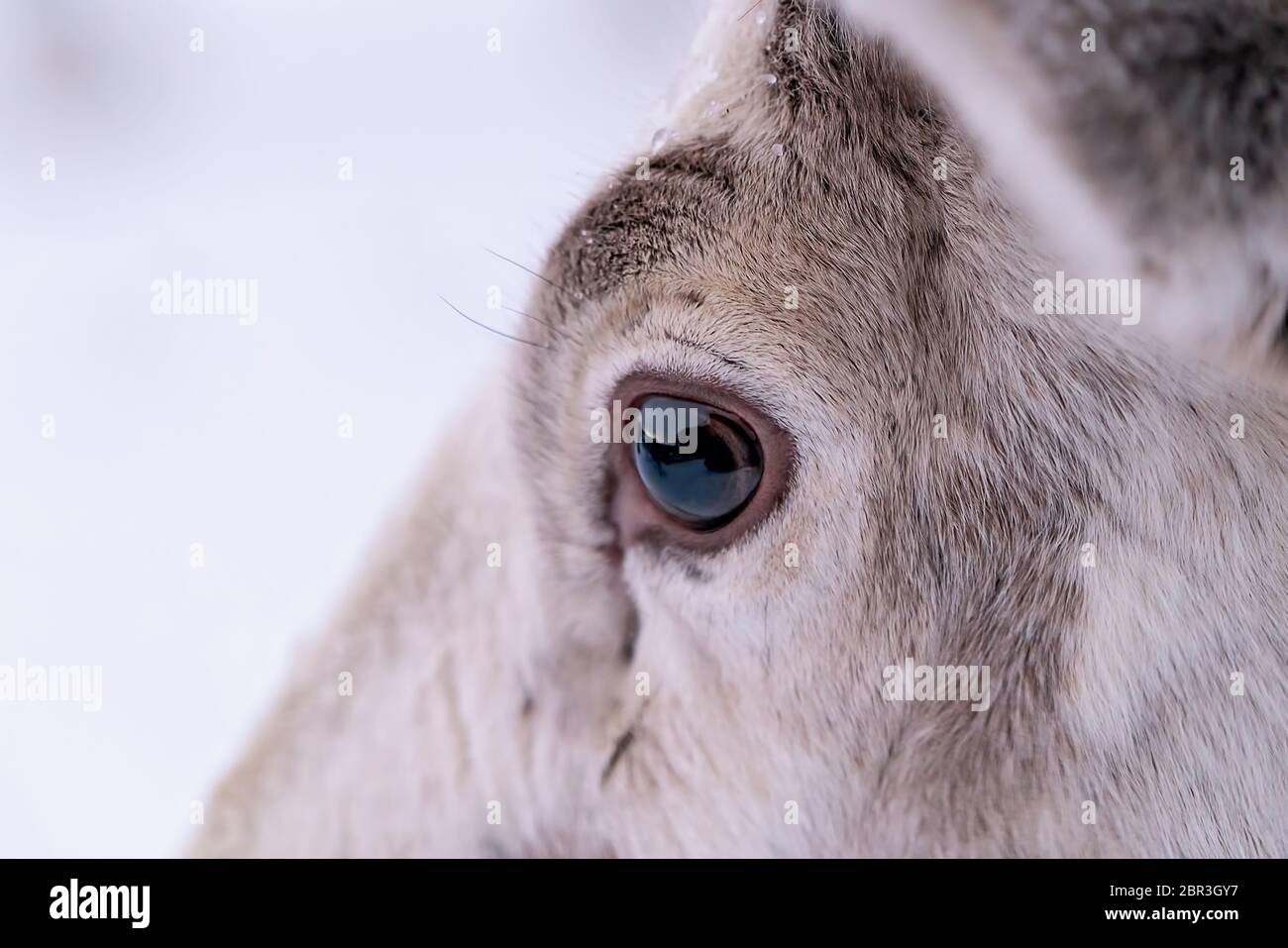 Nahaufnahme von einem Rentier Auge im Schnee, Tromso region, Nördliches Norwegen Stockfoto
