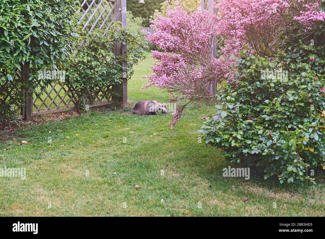 Dachs im garten Fotos und Bildmaterial in hoher Auflösung Alamy
