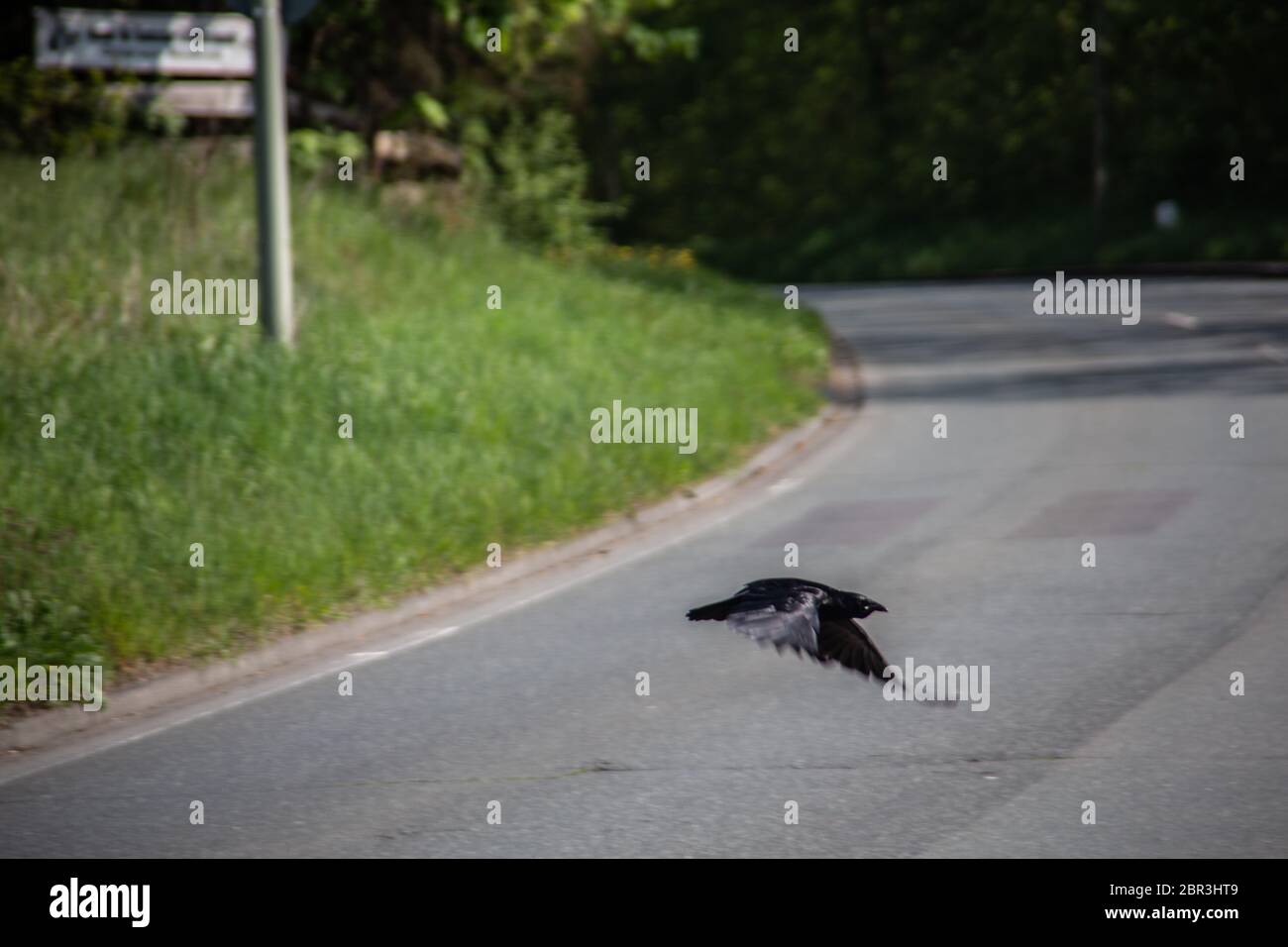 Schwarzer Rook auf der Wiese Stockfoto