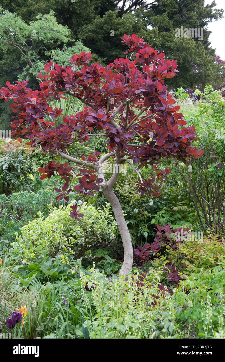 Ein roter Rauchbaum, der auch unter dem botanischen Namen Cotinus coggygya bekannt ist Stockfoto