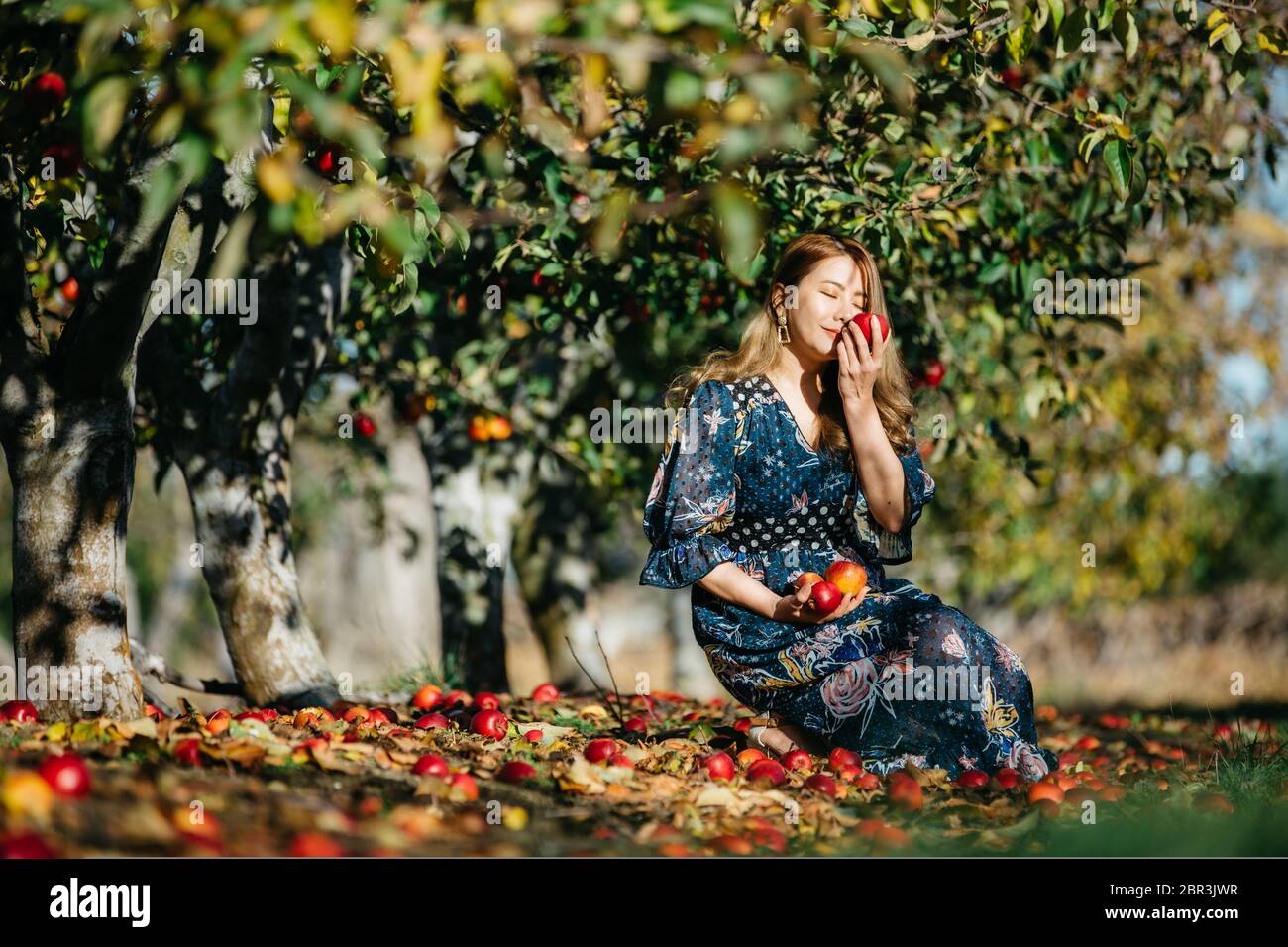 Schöne asiatische Frau in blauem Kleid pflücken und riechen roten Äpfeln in einem Obstgarten bei Christchroch, Neuseeland. Stockfoto
