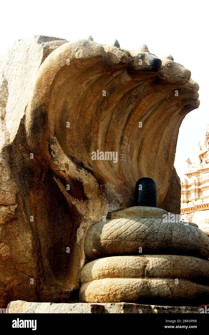 Steinerne Statue von Naga Lingeshwara an Veerabhadreshwara Temople in Lepakshi, Andhra Pradesh, Indien. Asien Stockfoto