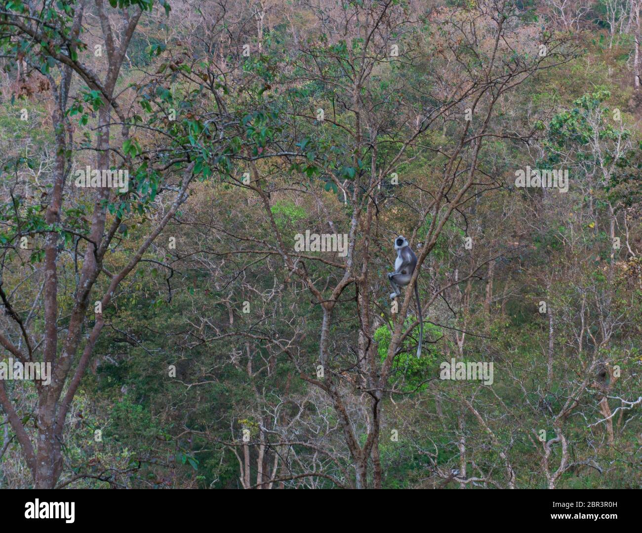 Ein Langur - sitzt auf einem Ast eines Baumes (fotografiert in BR Hills Sanctuary, Karnataka, Indien) Stockfoto