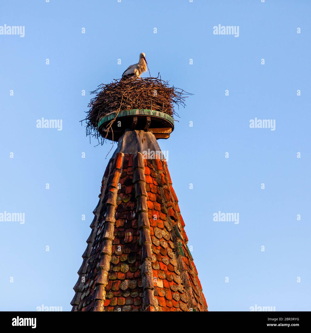 Storchennest in Colmar-Ribeauvillé, Frankreich Stockfoto