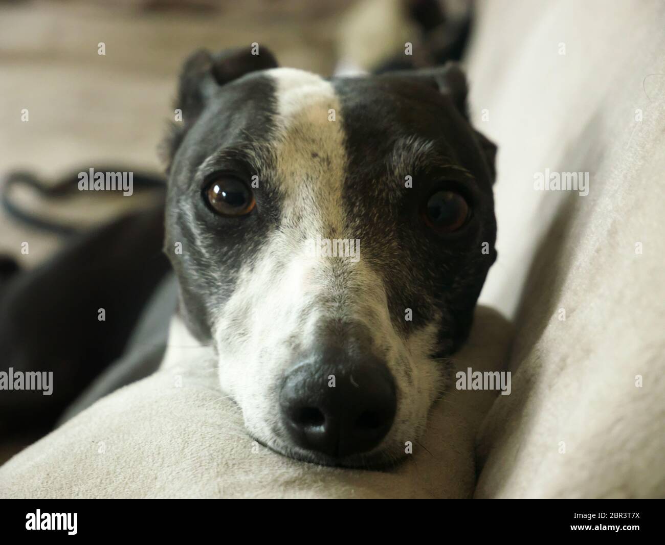 Reinrassige schwarz-weiße Windhunde auf dem Sofa sitzend Stockfoto