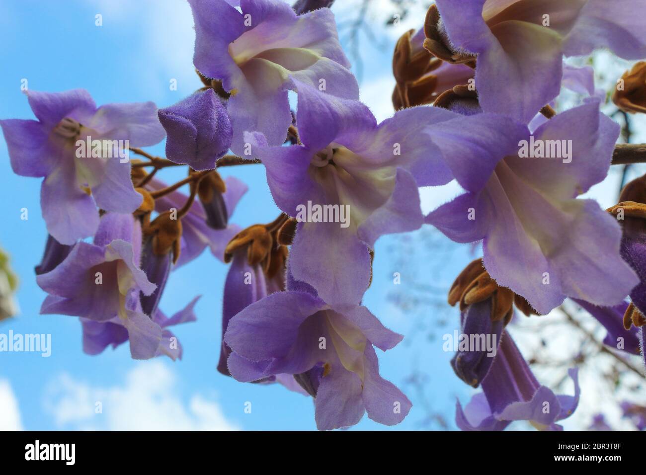 Paulownia Tomentosa. Feder Paulownia Blume Blüte über hellen Hintergrund Stockfoto